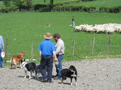 Socialising dogs and people.  Elizabeth Rees with her 6 month old pup working in the background